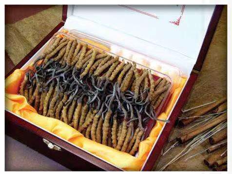 蒲江冬虫夏草回收